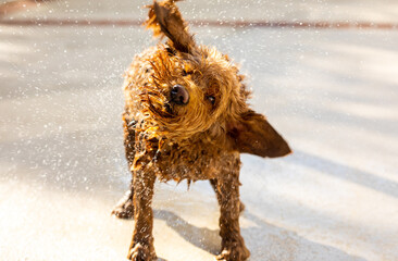 Wet Miniature Goldendoodle shaking water off her body after swimming in a pool.