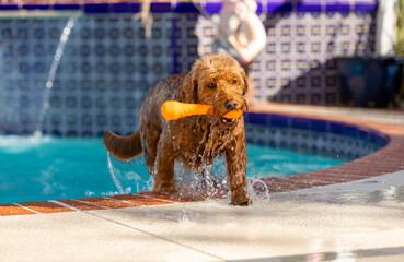 Miniature Goldendoodle climbing out of the pool after playing fetch swimming