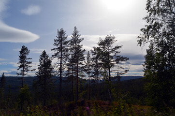 Forest on a summer day in Central Norway