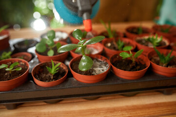 Background of gardener spraying liquid fertilizer for the feeding on the plant in small pot