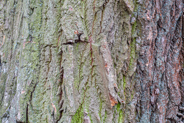 Old tree bark texture as background.
