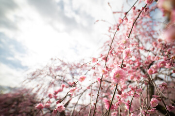 昆虫目線の梅の花