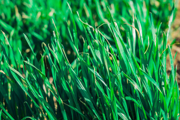 green grass background