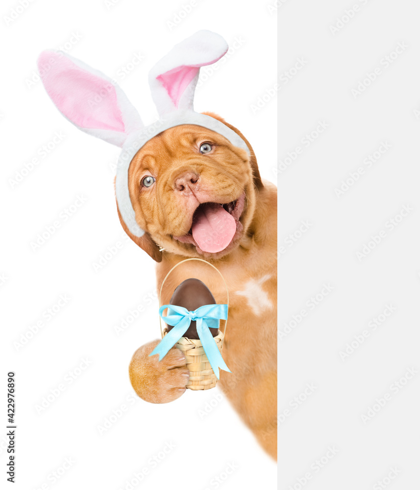 Poster happy puppy wearing easter rabbits ears holds chocolate egg and looks from behind empty white banner
