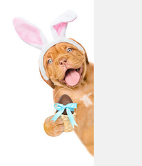 Happy puppy wearing easter rabbits ears holds chocolate egg and looks from behind empty white banner. Isolated on white background