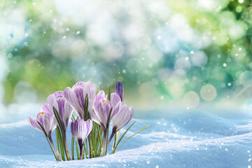 Beautiful spring crocus flowers growing through snow outdoors on sunny day, space for text