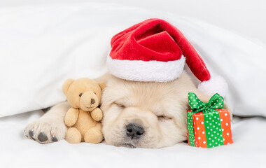 Funny Golden retriever puppy wearing red santa's hat sleeps with gift box under warm blanket on a bed at home and hugs favorite toy bear