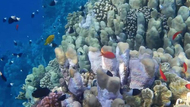 lot of little colorful fishes around corals in egypt