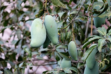 Mangoes fruit on mango tree.