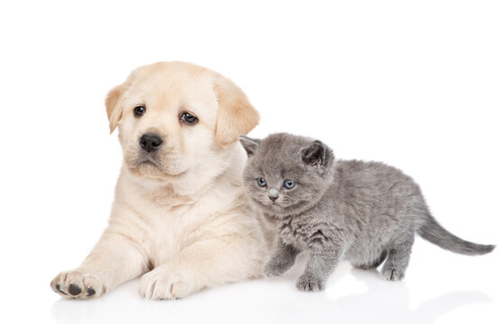 Portrait of a Golden retriever puppy dog and tiny kitten. isolated on white background