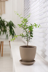 Young potted pomegranate tree on window sill indoors