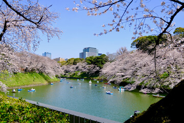 【東京】皇居・千鳥ヶ淵公園の桜（春）