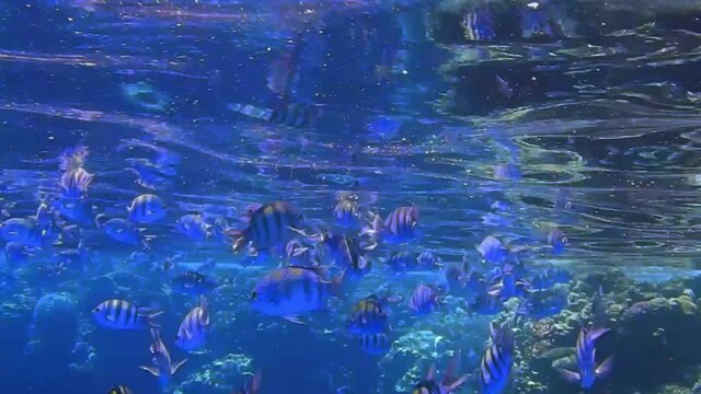 many indopazific sergeant fishes in blue water while diving in egypt