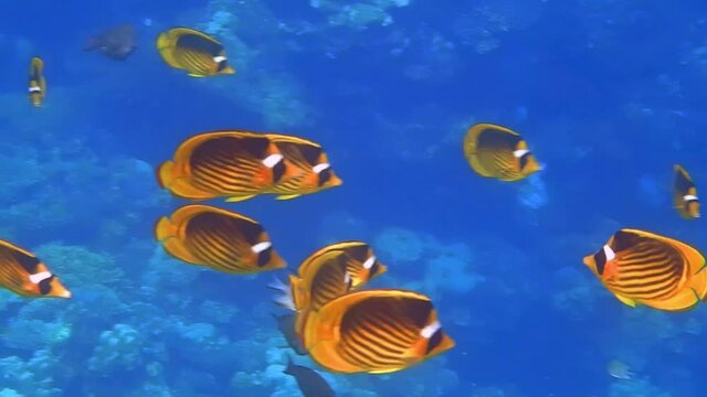 school of yellow butterfly fishes flowing in the water in the sea