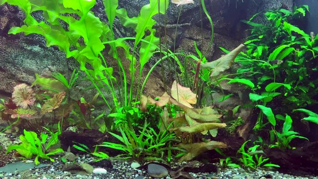 Freshwater Aquarium Fish swimming in aquarium