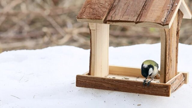 バードフィーダーでヒマワリを突いて食べるシジュウカラのメス　（環境音有り）