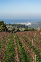 Fototapeta na wymiar Atlantic Lisbon vineyard in winter near the sea