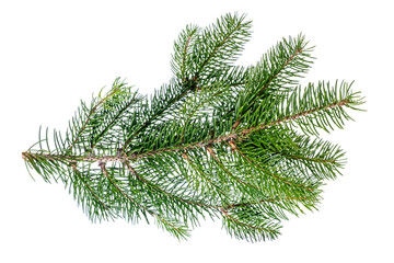 Pine branch, fir twig or conifer tree isolated on white background