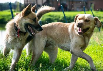 dogs play