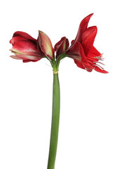 Beautiful red amaryllis flower isolated on white