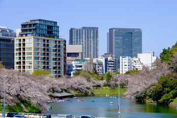 【東京】皇居・千鳥ヶ淵公園の桜（春）