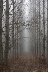 fog in the forest