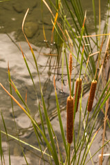 reeds on the shore of a lake.