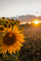 sunset in the field of sunflowers.