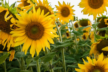 Sunflower blooming in summer