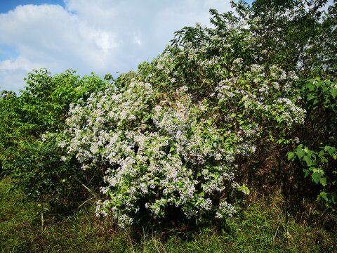 white Chromolaena odorata flower blooming in wild field