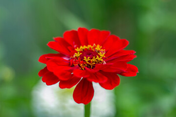 Beautiful bright red zinnia grows in the garden.The flowering period.