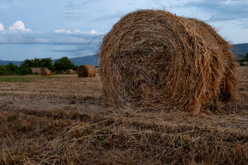 straw collected from the field