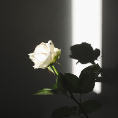 White fresh rose and shadows on the wall. Silhouette in sunlight. Minimal interior decoration concept.