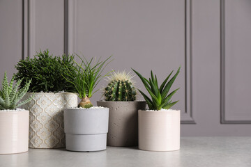 Different house plants in pots on light table
