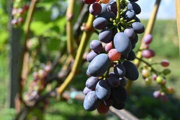 grapes on the vine