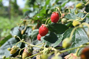 wild strawberry on the bush