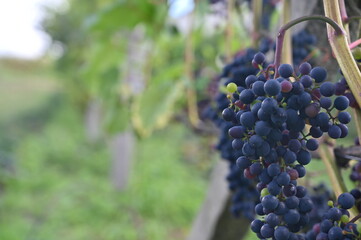 grapes in vineyard