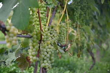 grapes wine