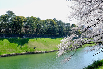 【東京】皇居・千鳥ヶ淵公園の桜（春）