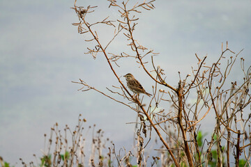 common sparrow perched 