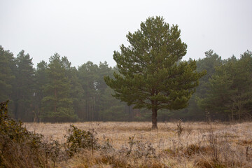 trees in the fog