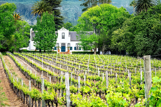 Buitenverwachting Wine Estate in Spring