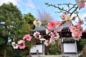 寺の門前に咲くボケの花