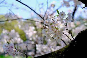 【東京】皇居・千鳥ヶ淵公園の桜（春）