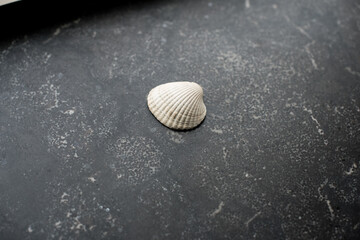little seashells from the north sea 