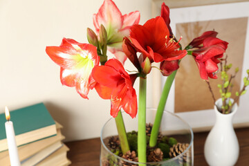 Beautiful red amaryllis flowers on table, closeup
