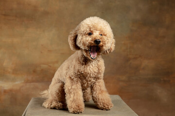 Cute puppy of Maltipoo dog posing isolated over brown background