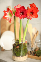 Beautiful red amaryllis flowers and tableware on counter indoors - obrazy, fototapety, plakaty