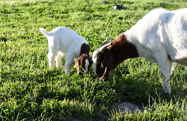 goats grazing in the pasture