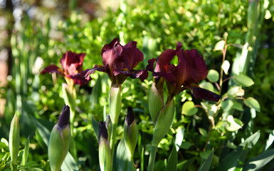 red iris blooms in the garden
